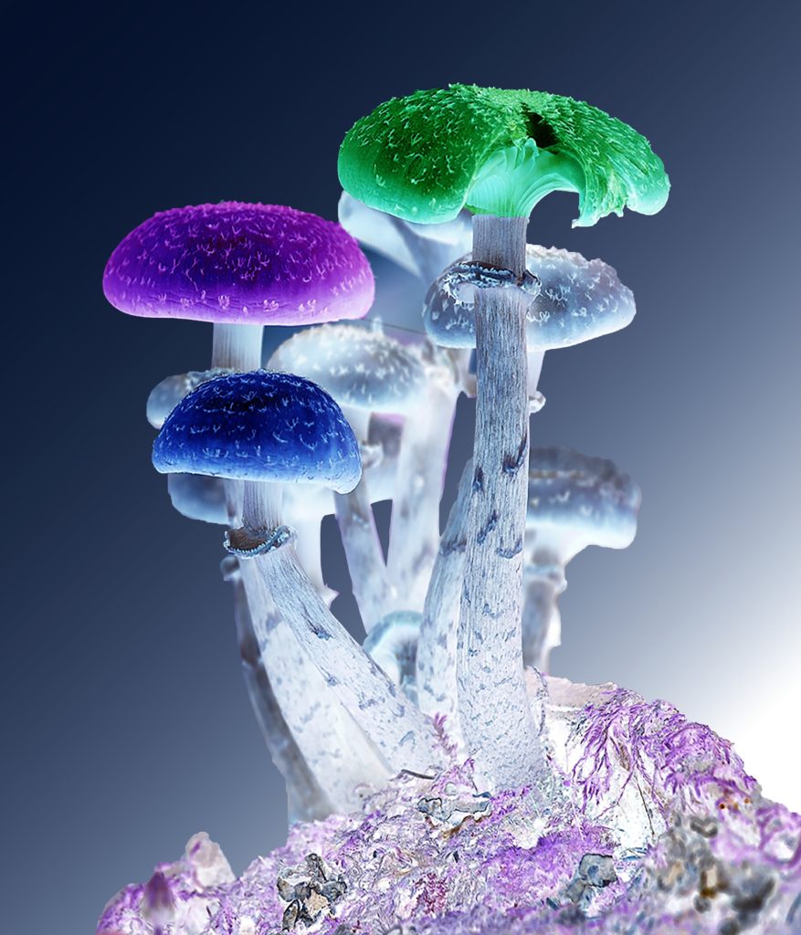 Psychedelics Mushrooms