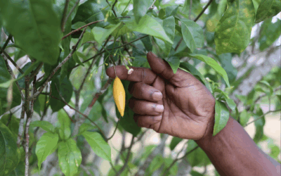 Ibogaine: Exploring the Potential and Perils of a Psychedelic Therapy