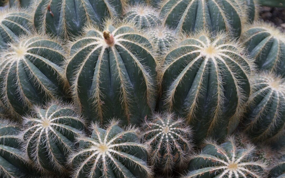 Mescaline