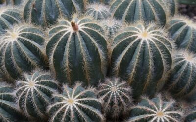 Mescaline: Exploring the Science, History, and Therapeutic Potentials